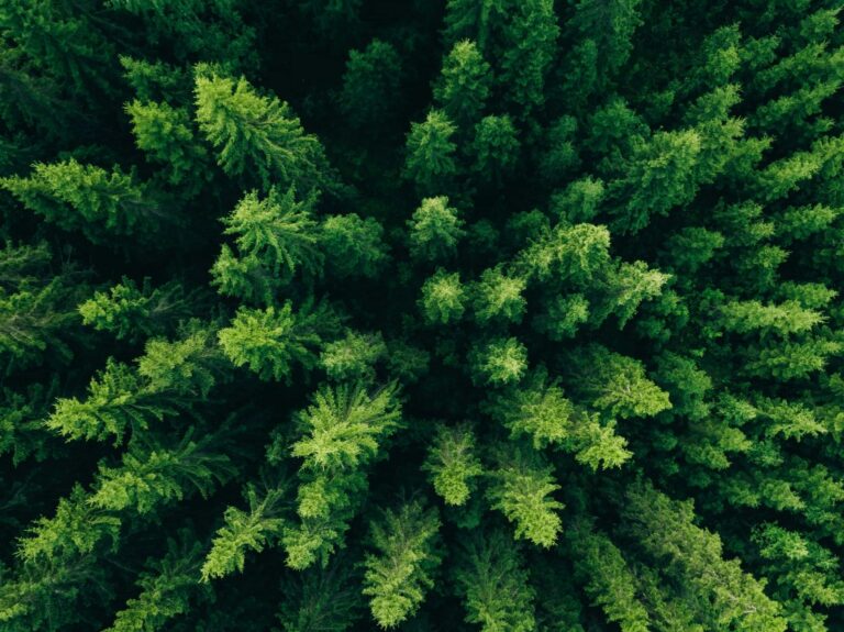Journ&eacute;e Internationale des for&ecirc;ts